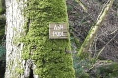 33. Ash Pool