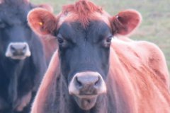 Cows-by-the-Bridgwater-and-Taunton-Canal-1