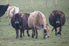Cows-by-the-Bridgwater-and-Taunton-Canal-2