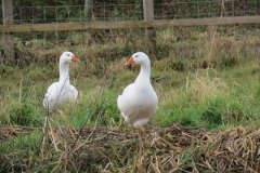 Geese-by-Fordgate-Swing-Bridge-2