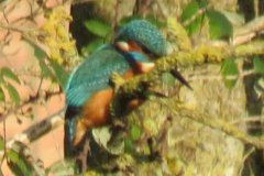 Kingfisher-by-the-Bridgewater-and-Taunton-Canal