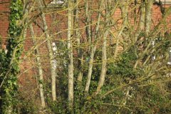 Kingfisher-by-the-Bridgwater-and-Taunton-Canal-1