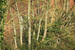 Kingfisher-by-the-Bridgwater-and-Taunton-Canal-2