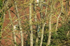 Kingfisher-by-the-Bridgwater-and-Taunton-Canal-3