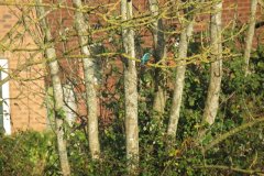 Kingfisher-by-the-Bridgwater-and-Taunton-Canal-4
