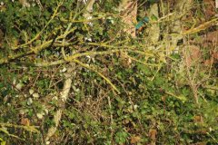 Kingfisher-by-the-Bridgwater-and-Taunton-Canal-5