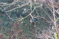 Kingfisher-by-the-Bridgwater-and-Taunton-Canal-6