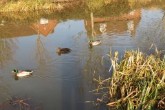 Mallards-on-the-Bridgwater-and-Taunton-Canal-1