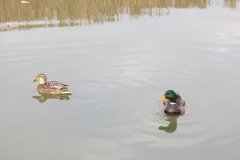 Mallards-on-the-Bridgwater-and-Taunton-Canal-10