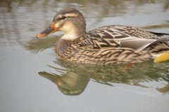Mallards-on-the-Bridgwater-and-Taunton-Canal-11