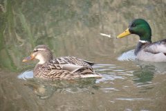 Mallards-on-the-Bridgwater-and-Taunton-Canal-12