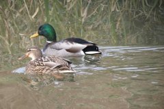 Mallards-on-the-Bridgwater-and-Taunton-Canal-13