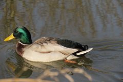 Mallards-on-the-Bridgwater-and-Taunton-Canal-2