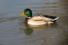 Mallards-on-the-Bridgwater-and-Taunton-Canal-3