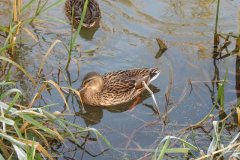 Mallards-on-the-Bridgwater-and-Taunton-Canal-4