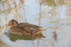 Mallards-on-the-Bridgwater-and-Taunton-Canal-5
