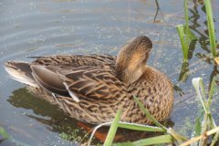 Mallards-on-the-Bridgwater-and-Taunton-Canal-6