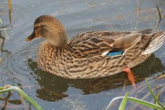 Mallards-on-the-Bridgwater-and-Taunton-Canal-7