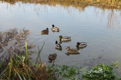 Mallards-on-the-Bridgwater-and-Taunton-Canal-8