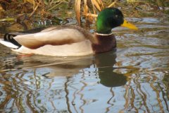 Mallards-on-the-Bridgwater-and-Taunton-Canal-9