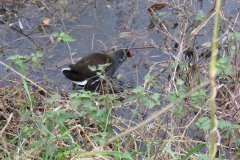 Moorhens-by-the-Bridgwater-and-Taunton-Canal-1