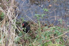 Moorhens-by-the-Bridgwater-and-Taunton-Canal-2