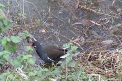 Moorhens-by-the-Bridgwater-and-Taunton-Canal-3