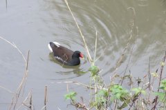 Moorhens-by-the-Bridgwater-and-Taunton-Canal-4