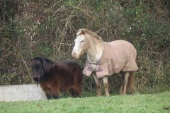Ponies-by-the-Bridgwater-and-Taunton-Canal-1