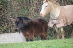 Ponies-by-the-Bridgwater-and-Taunton-Canal-2