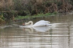 Swans-near-Fordgate-Swing-Bridge-1