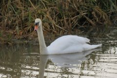 Swans-near-Fordgate-Swing-Bridge-2