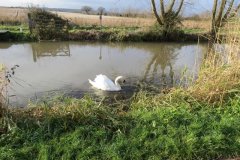 Swans-near-Fordgate-Swing-Bridge-3