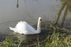 Swans-near-Fordgate-Swing-Bridge-4