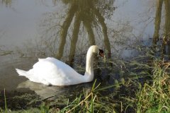 Swans-near-Fordgate-Swing-Bridge-5