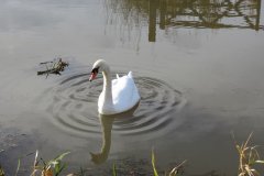 Swans-near-Fordgate-Swing-Bridge-6