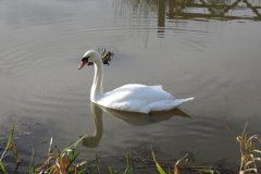 Swans-near-Fordgate-Swing-Bridge-7