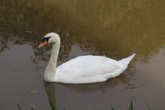 Swans-on-the-Bridgwater-Canal-3