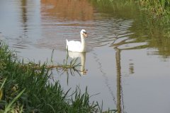 Swans-on-the-Bridgwater-and-Taunton-Canal-1