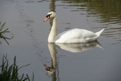 Swans-on-the-Bridgwater-and-Taunton-Canal-2