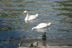 Bathurst-Basin-4