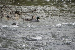 51.-Mallards-by-Feltham-Rail-Bridge