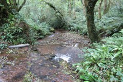 2.-Aisholt-Wood-Ford-1