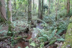 5.-Lowing-past-Long-lease-Plantation-11