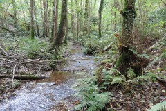 5.-Lowing-past-Long-lease-Plantation-7