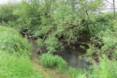 River-Parrett-flowing-between-Creedy-Bridge-and-Petherton-Bridge-3