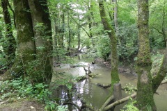 7-Egford-Brook-upstream-from-Mells-River-join
