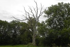104.-Dead-Tree-by-Keward-Brook
