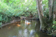 28.-Upstream-from-Hatch-Green