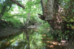 29.-Upstream-from-Hatch-Green
